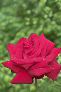 INGRID BERGMAN (hybrid tea)